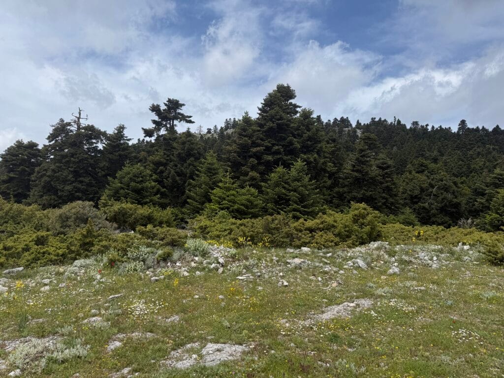 Άνοιγμα αλπικού τοπίου με χαμηλή βλάστηση και πυκνό πευκοδάσος στο βάθος, σε off‑road διαδρομή κοντά στον Νέο Κήρικο στην Εύβοια.