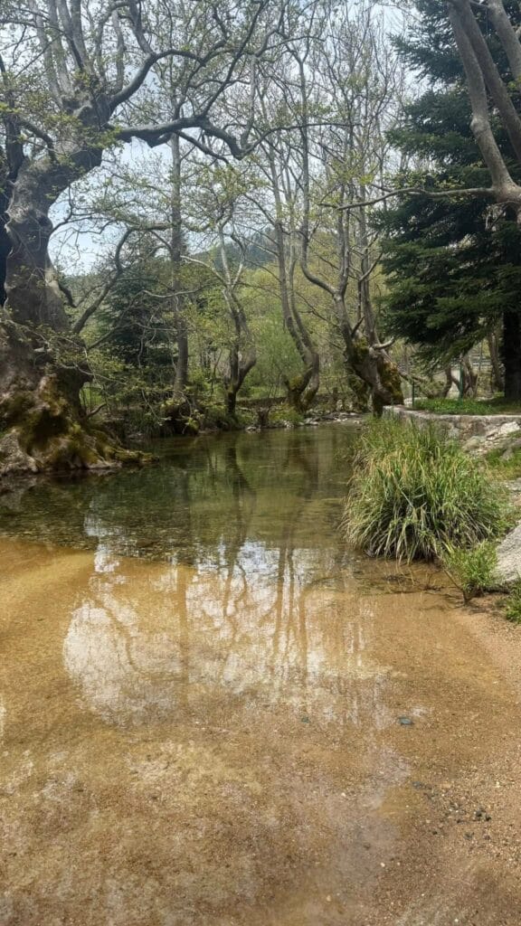 Ήρεμο ρηχό ρέμα σε δασικό τοπίο, με καθαρό νερό και αντανάκλαση των δέντρων στην επιφάνεια