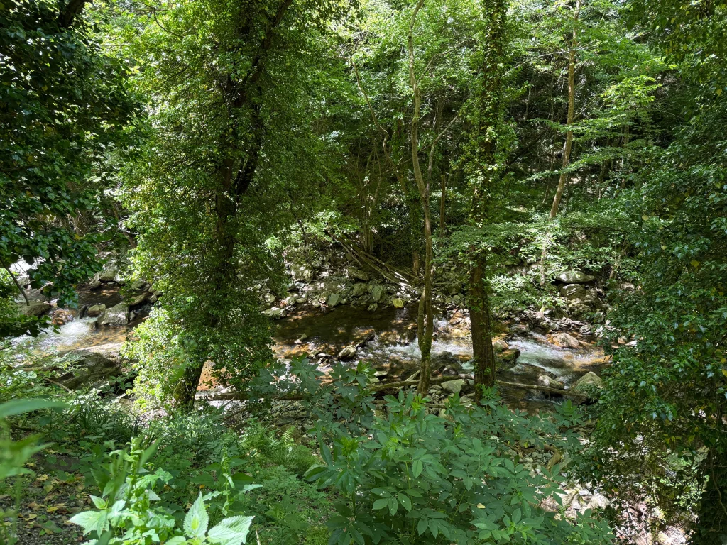 Δασική περιοχή στον Όλυμπο με ρέμα, βράχια και πυκνή βλάστηση